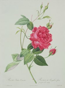 Rosa indica cruenta (blutrote Bengal-Rose), graviert von Langlois, aus 